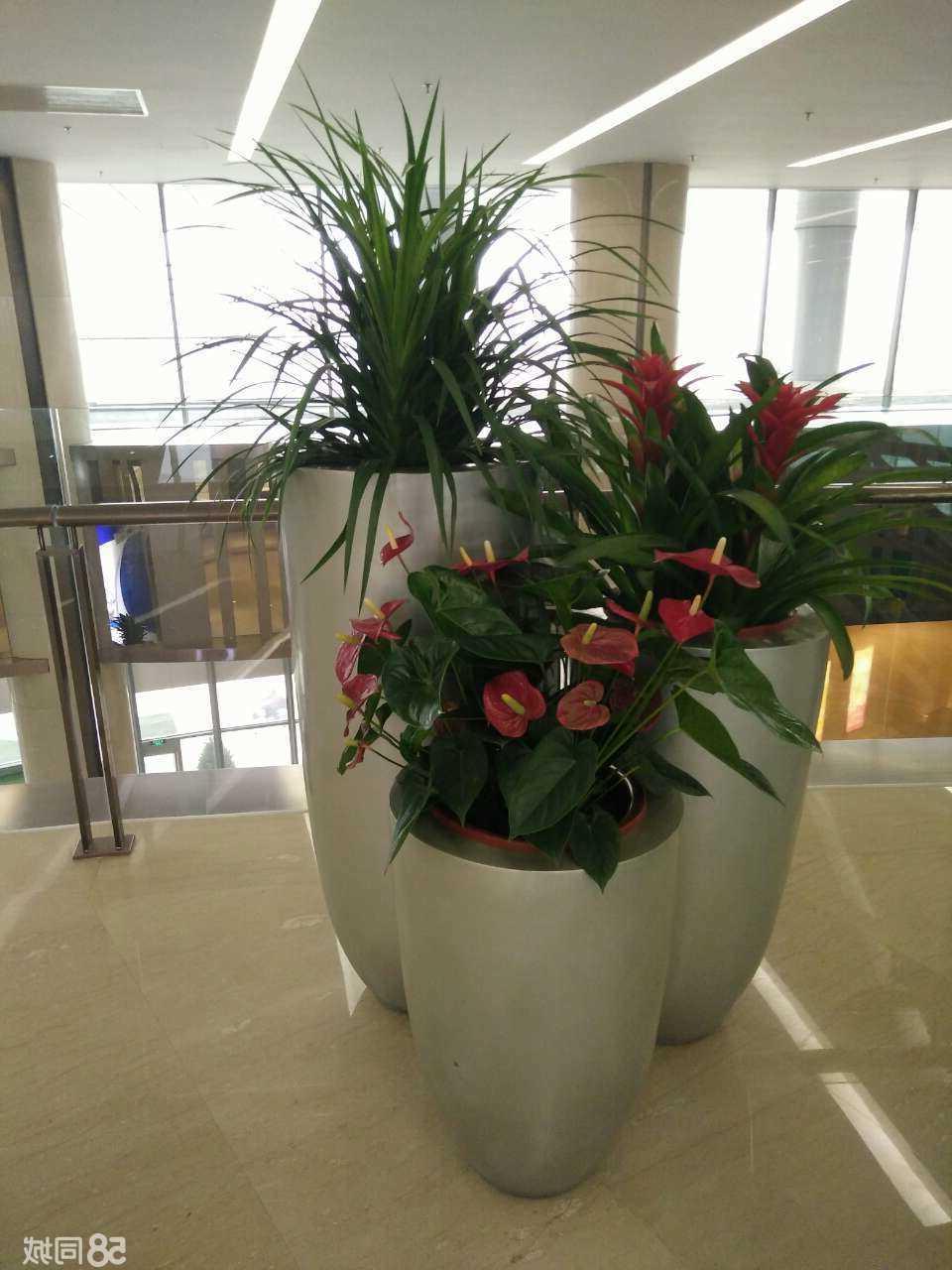 北京专业花卉租赁公司